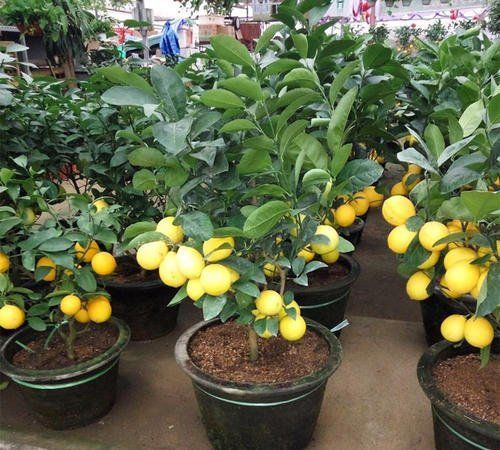 Apa manfaat meniru pohon lemon?
