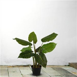 Alocasia Buatan