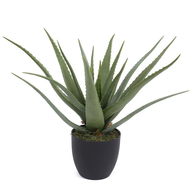 Tanaman Aloe Vera Palsu